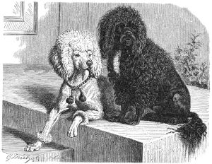 "Pudel-drawing" by Gustav Mützel (Brehms Tierleben), public domain
